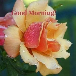 Meet your Posher, Kendall